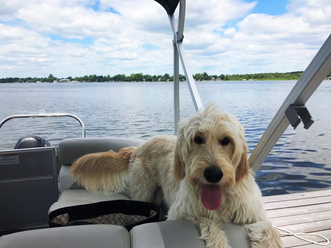 puslinch lake dog